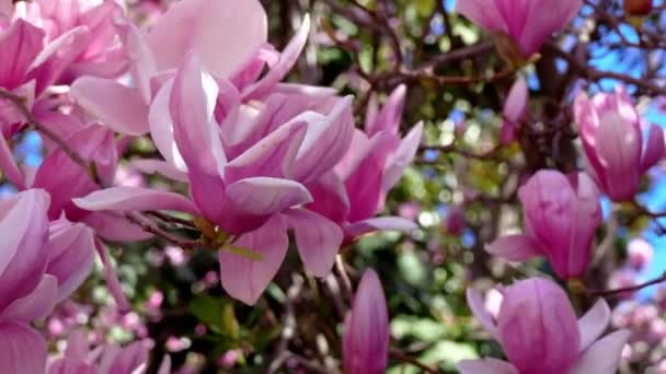 Άνοιξη Τοπίο Ροζ Λουλούδια — Αρχείο Βίντεο