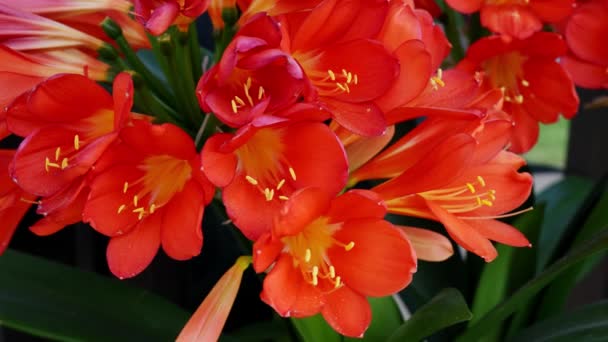 Floración Una Clivia Naranja — Vídeos de Stock