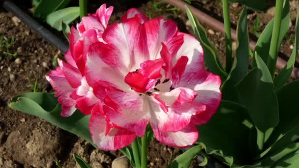 Tulipa Italiana Vermelha Branca — Vídeo de Stock
