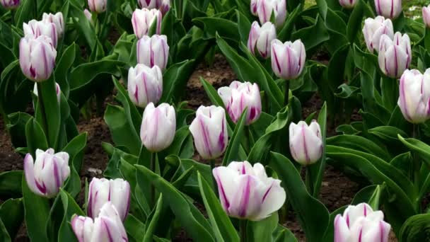 Весенний Пейзаж Белыми Розовыми Тюльпанами — стоковое видео