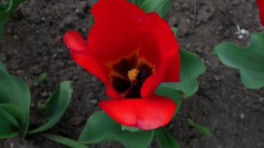 Kırmızı Lale Baharda Çiçek açtı