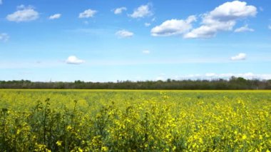  Arılarla ve Bulutlu Mavi Gökyüzü ile Bir Kolza Tohumu Tarlasında Bahar Manzarası