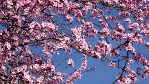 Ανοιξιάτικο Τοπίο Άνθη Κερασιάς Και Γαλάζιο Ουρανό — Αρχείο Βίντεο
