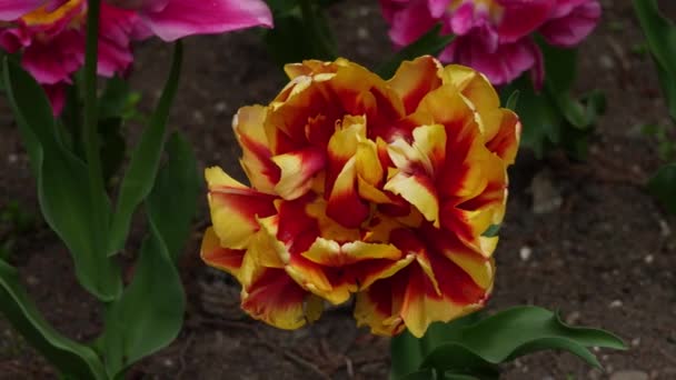 Paisaje Primavera Con Orquídea Bicolor — Vídeo de stock