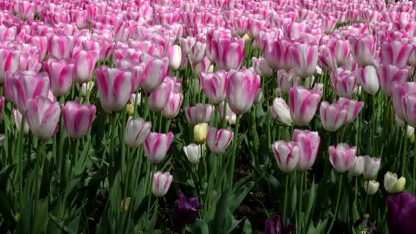 白とピンクの蘭の春の風景 — ストック動画