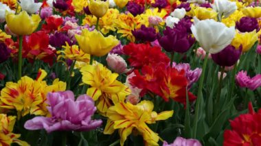 Çok Renkli Lalelerle Muhteşem Bahar Manzarası