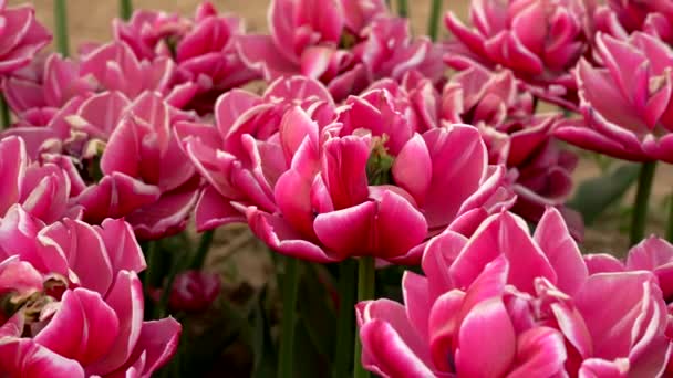 Różowe Tulipany Papugi Wiosną — Wideo stockowe