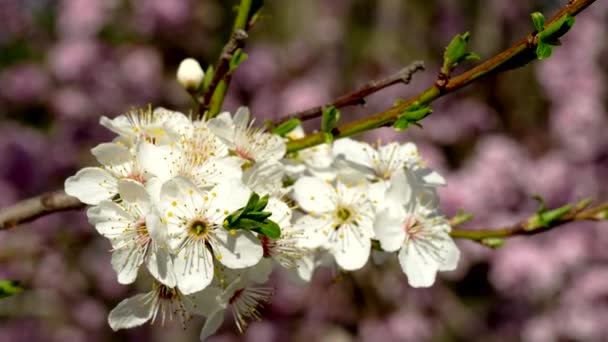 Weiße Und Rosa Blumen Frühling — Stockvideo