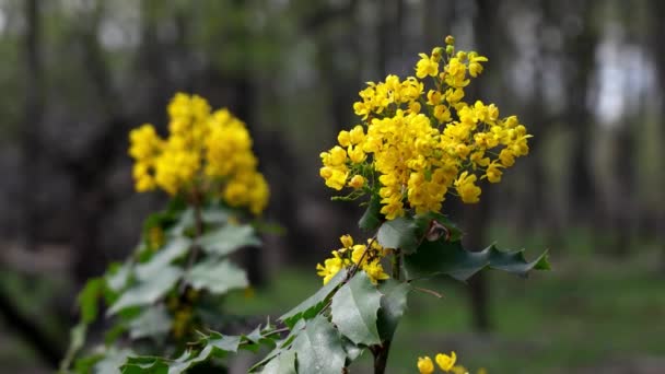 Gelbe Blume Frühling Wald — Stockvideo