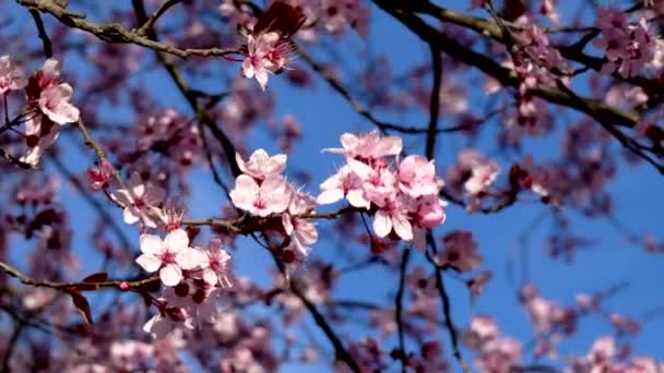 Καλοκαιρινό Τοπίο Άνθη Κερασιάς — Αρχείο Βίντεο
