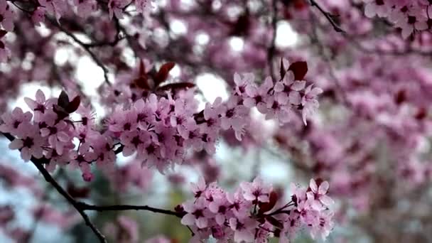 Spring Landscape Cherry Tree — Stock Video
