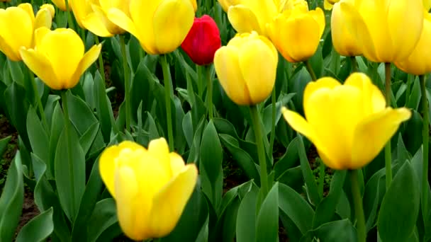 Czerwony Tulipan Żółtymi Tulipanami — Wideo stockowe