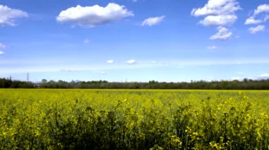 Kolza çiçekleri olan bir tarlada bahar manzarası