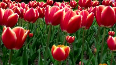 Kırmızı laleli Bahçe 'de Baharat Manzarası