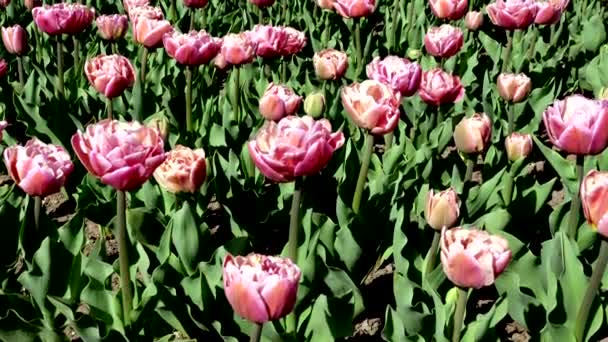 ピンクのチューリップ畑の春の風景 — ストック動画