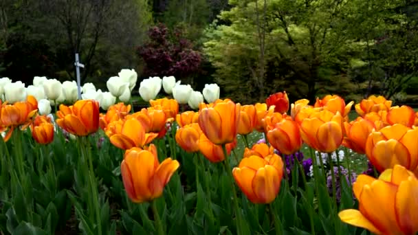Εαρινό Τοπίο Έναν Κήπο Πορτοκαλί Και Άσπρες Τουλίπες — Αρχείο Βίντεο