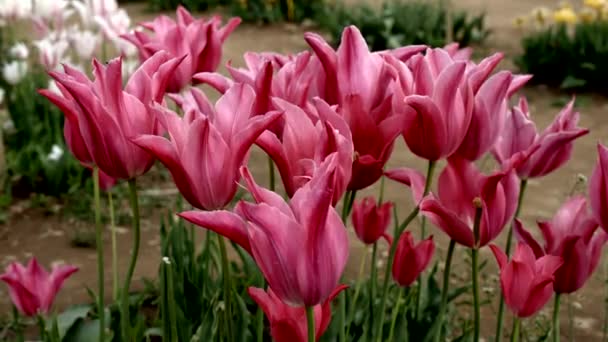 Wiosenny Krajobraz Różowymi Tulipanami — Wideo stockowe