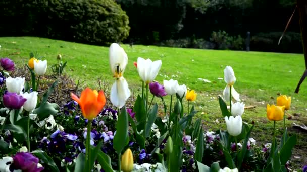 Bahar Yatay Çeşitli Renklerde Laleler — Stok video