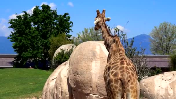 Paysage Printanier Avec Girafes Parc — Video