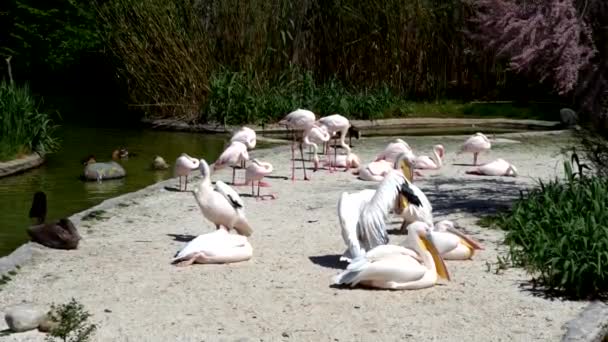 Paisagem Primavera Com Flamingos Rosa Pelicanos — Vídeo de Stock
