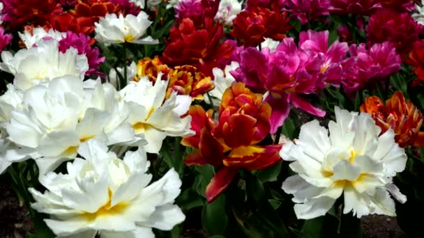 Paisaje Primavera Con Tulipanes Loro Multicolor — Vídeo de stock