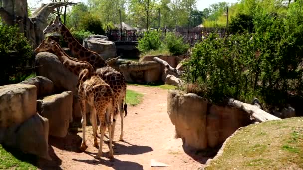 Paysage Printanier Avec Deux Belles Girafes — Video