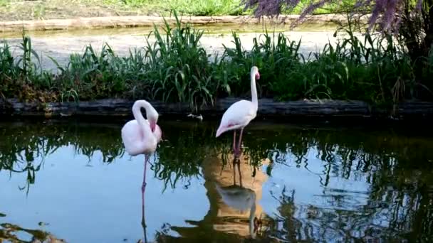 Dois Flamingos Cor Rosa Primavera — Vídeo de Stock