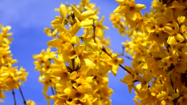 Wiosnę Krajobraz Kwiaty Żółte Niebieskie Niebo — Wideo stockowe