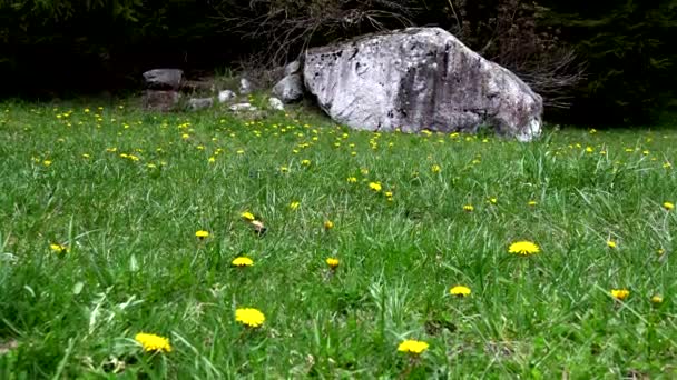 黄色の花が咲く山の中の春の風景 — ストック動画