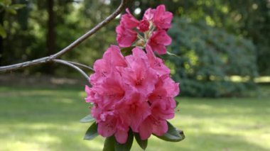  Baharda Pembe Çiçekler Renklerin Patlaması.