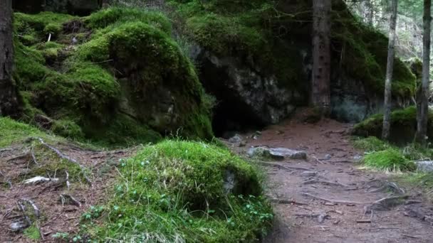 森林中央的洞穴 — 图库视频影像