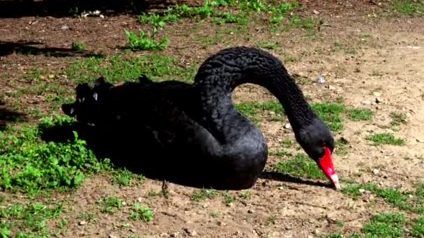 Paisaje Verano Con Cisne Negro — Vídeo de stock