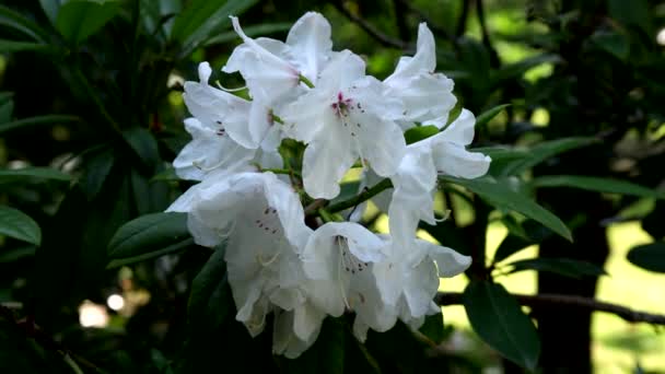 Białe Kwiaty Piękno Prostoty — Wideo stockowe