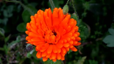 Portakal Çiçekleri Bahçeniz için doğru seçim