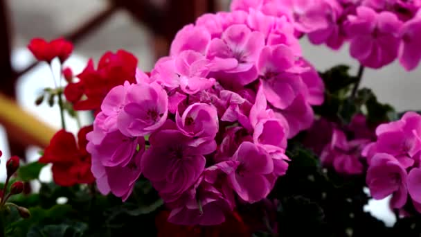 Pink Geraniums Δύο Παραδείγματα Ομορφιάς Και Υγείας — Αρχείο Βίντεο