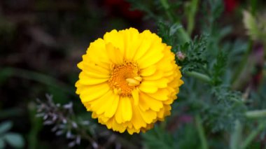  Sarı Çiçekler Güneşin Rengi