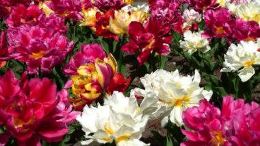  Papağan laleleri, Baharın En Muhteşem Çiçekleri