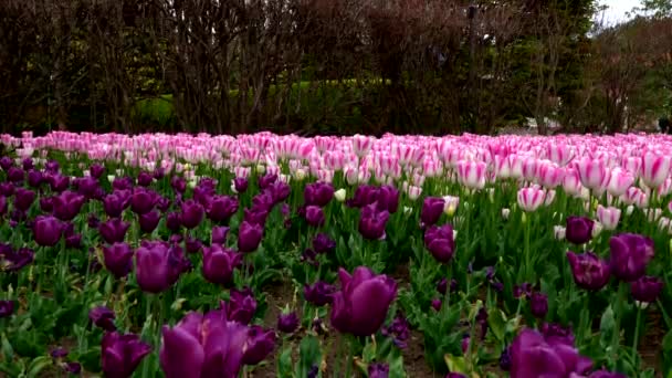 Szivárvány Tulipánok Fedezze Fel Színek Jelentésük Ezeket Csodálatos Virágok — Stock videók