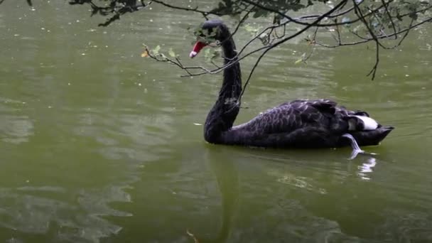 黒白鳥は自然の不思議 — ストック動画