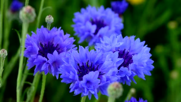 Belleza Las Flores Púrpuras Bosque Una Experiencia Única — Vídeos de Stock