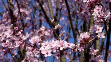 Kiraz çiçeklerinin büyüsü.