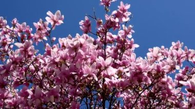 Primavera 'daki La Magia di una Pianta con Fiori Rosa.