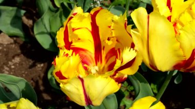 Sarı Papağan lalelerinin Egzotik Büyüsü