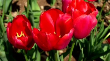  Kırmızı lalelerin karşı konulmaz cazibesi