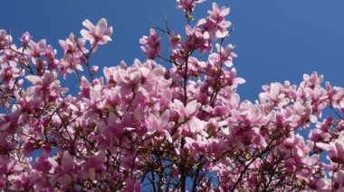 İlkbaharda Pembe Çiçekli Bitkinin Sihri