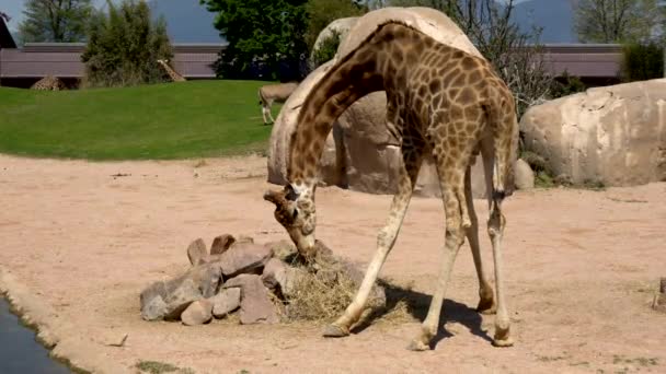 Die Giraffe Ist Ein Großes Und Sanftes Tier — Stockvideo