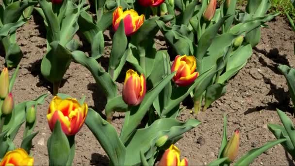 Tulipanes Bicolor Belleza Que Proviene Del Contraste — Vídeo de stock