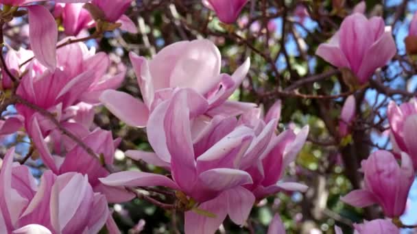 Vackraste Och Doftande Rosa Blommor Att Beundra Dpring — Stockvideo