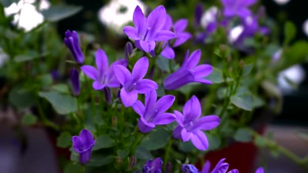 春のライラックの花の美しさ — ストック動画