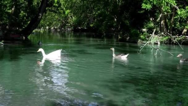 アヒルの池 魔法とリラックスした場所 — ストック動画